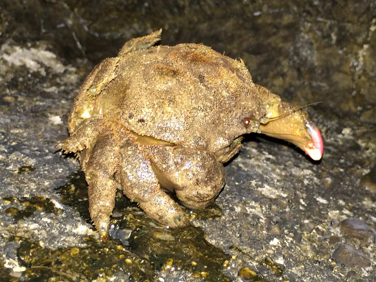 granchio portatore a Cefalonia